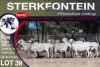 8X MEATMASTER PREGNANT EWE STERKFONTEIN MEATMASTERS - 3