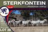 8X MEATMASTER PREGNANT EWE STERKFONTEIN MEATMASTERS - 4