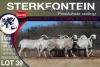 8X MEATMASTER PREGNANT EWE STERKFONTEIN MEATMASTERS - 5