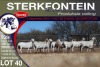 9X MEATMASTER PREGNANT EWE STERKFONTEIN MEATMASTERS