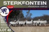 9X MEATMASTER PREGNANT EWE STERKFONTEIN MEATMASTERS - 2