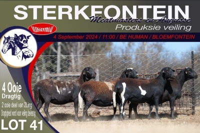 4X MEATMASTER PREGNANT EWE STERKFONTEIN MEATMASTERS