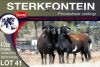 4X MEATMASTER PREGNANT EWE STERKFONTEIN MEATMASTERS - 2