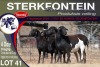 4X MEATMASTER PREGNANT EWE STERKFONTEIN MEATMASTERS - 3