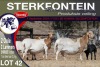 2X MEATMASTER EWE STERKFONTEIN MEATMASTERS