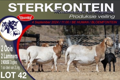 2X MEATMASTER EWE STERKFONTEIN MEATMASTERS