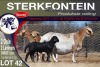 2X MEATMASTER EWE STERKFONTEIN MEATMASTERS - 3