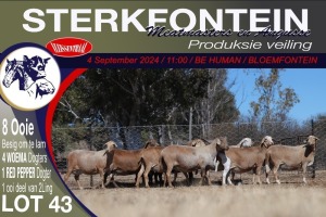 8X MEATMASTER EWE STERKFONTEIN MEATMASTERS