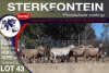 8X MEATMASTER EWE STERKFONTEIN MEATMASTERS - 2