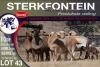 8X MEATMASTER EWE STERKFONTEIN MEATMASTERS - 3