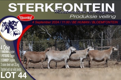 4X MEATMASTER EWE STERKFONTEIN MEATMASTERS