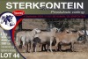 4X MEATMASTER EWE STERKFONTEIN MEATMASTERS - 2