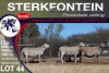 4X MEATMASTER EWE STERKFONTEIN MEATMASTERS - 3