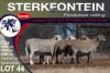 4X MEATMASTER EWE STERKFONTEIN MEATMASTERS - 4