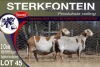 2X MEATMASTER EWE STERKFONTEIN MEATMASTERS - 3