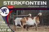 2X MEATMASTER EWE STERKFONTEIN MEATMASTERS - 4