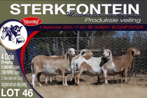 4X MEATMASTER PREGNANT EWE STERKFONTEIN MEATMASTERS