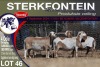 4X MEATMASTER PREGNANT EWE STERKFONTEIN MEATMASTERS - 2