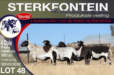 4X MEATMASTER PREGNANT EWE STERKFONTEIN MEATMASTERS