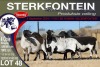 4X MEATMASTER PREGNANT EWE STERKFONTEIN MEATMASTERS - 2