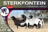 4X MEATMASTER PREGNANT EWE STERKFONTEIN MEATMASTERS - 4