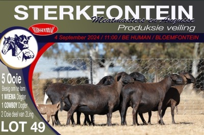 5X MEATMASTER PREGNANT EWE STERKFONTEIN MEATMASTERS