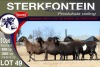 5X MEATMASTER PREGNANT EWE STERKFONTEIN MEATMASTERS - 2