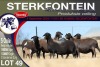 5X MEATMASTER PREGNANT EWE STERKFONTEIN MEATMASTERS - 3