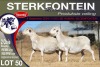 2X MEATMASTER PREGNANT EWE STERKFONTEIN MEATMASTERS