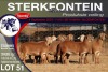 8X MEATMASTER EWE STERKFONTEIN MEATMASTERS