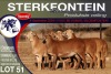 8X MEATMASTER EWE STERKFONTEIN MEATMASTERS - 2