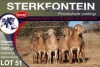 8X MEATMASTER EWE STERKFONTEIN MEATMASTERS - 3