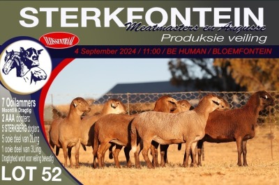 7X MEATMASTER EWE STERKFONTEIN MEATMASTERS