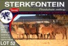 7X MEATMASTER EWE STERKFONTEIN MEATMASTERS - 2