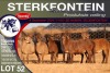 7X MEATMASTER EWE STERKFONTEIN MEATMASTERS - 3