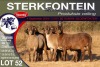 7X MEATMASTER EWE STERKFONTEIN MEATMASTERS - 4