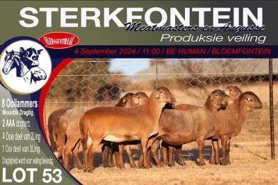 8X MEATMASTER EWE STERKFONTEIN MEATMASTERS