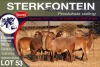 8X MEATMASTER EWE STERKFONTEIN MEATMASTERS - 2