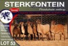 8X MEATMASTER EWE STERKFONTEIN MEATMASTERS - 3