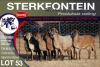 8X MEATMASTER EWE STERKFONTEIN MEATMASTERS - 4