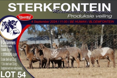 9X MEATMASTER EWE STERKFONTEIN MEATMASTERS