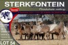 9X MEATMASTER EWE STERKFONTEIN MEATMASTERS - 2