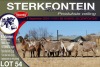 9X MEATMASTER EWE STERKFONTEIN MEATMASTERS - 3