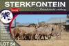 9X MEATMASTER EWE STERKFONTEIN MEATMASTERS - 4