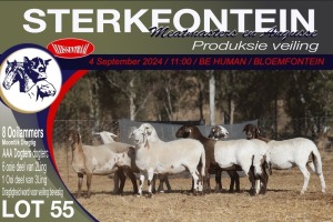 8X MEATMASTER EWE STERKFONTEIN MEATMASTERS