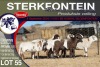 8X MEATMASTER EWE STERKFONTEIN MEATMASTERS - 2