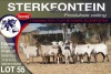 8X MEATMASTER EWE STERKFONTEIN MEATMASTERS - 3