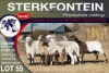 8X MEATMASTER EWE STERKFONTEIN MEATMASTERS - 4