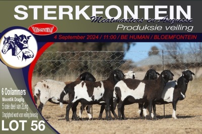 6X MEATMASTER EWE STERKFONTEIN MEATMASTERS