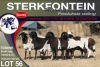 6X MEATMASTER EWE STERKFONTEIN MEATMASTERS - 2